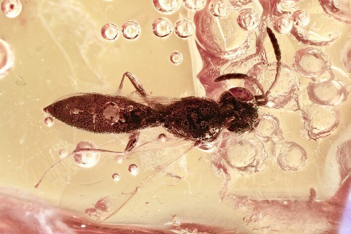 Detailed Fossil Parasitoid Wasp (Scelionidae) in Baltic Amber #325378